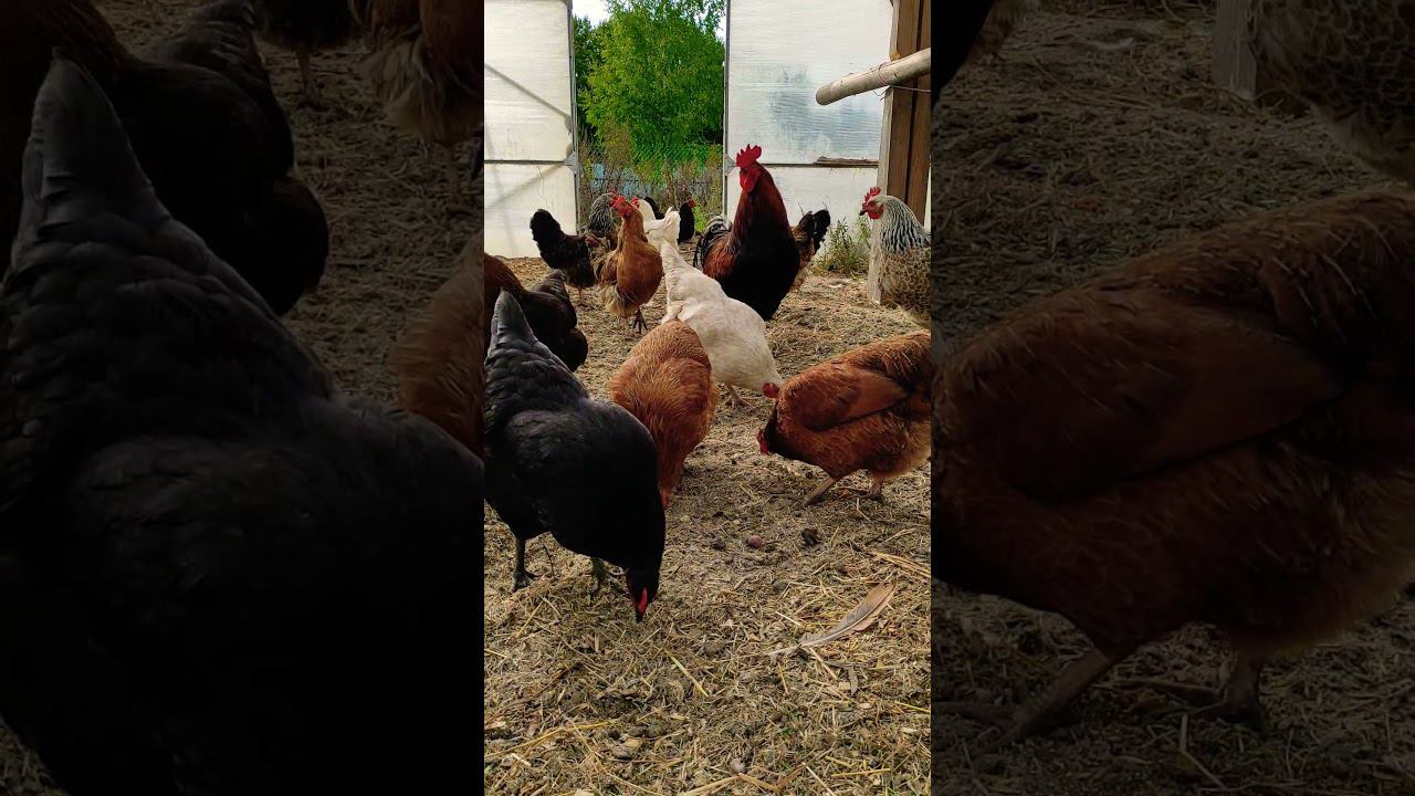 Утро в курятнике смотреть онлайн