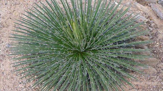 Agave Palito ( Agave geminiflora ) смотреть онлайн