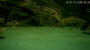 Кормление русского осетра в УЗВ.