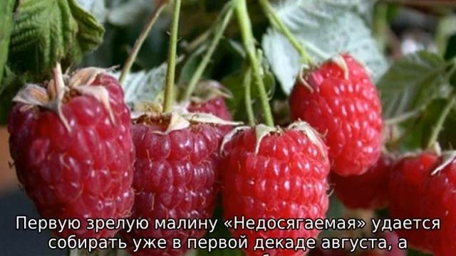 Малина ремонтантная: лучшие сорта для Подмосковья смотреть онлайн