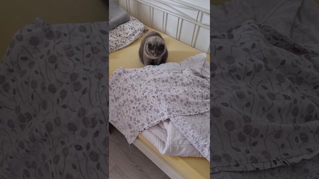 лилу любит спать под пледом или одеялом#шотландская вислоухая смотреть онлайн