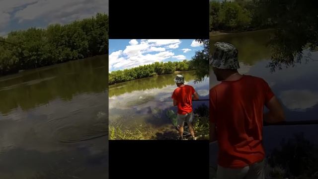 Ловля САЗАНА на ФИДЕР #shorts #фидер #рыбалка #астрахань смотреть онлайн