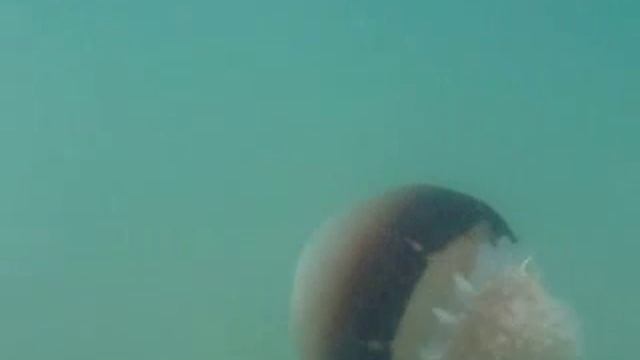 Cannonball Jellyfish (Stomolophus meleagris) 1-2 смотреть онлайн