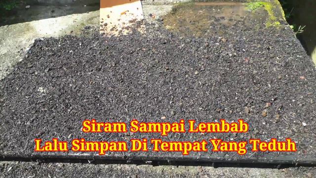 Cara Cepat Dan Mudah Memperbanyak Bunga Anthurium Melalui Biji смотреть онлайн