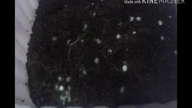 как ухаживать за улитятами/чем кормить/вылупление смотреть онлайн