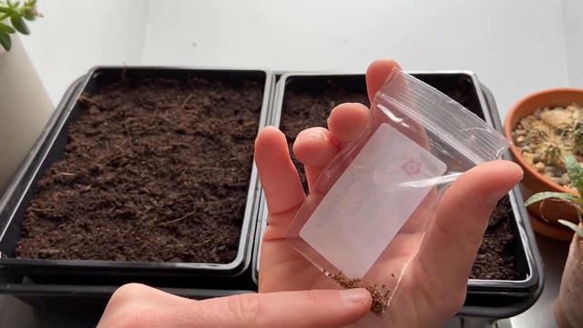 Sowing March seeds | Tomatoes, Pansies and Drosera regia! смотреть онлайн