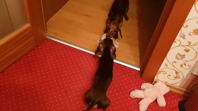 Таксы делят перчатку) смотреть онлайн