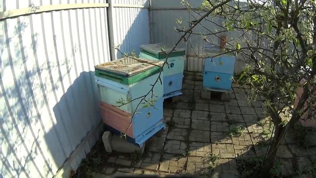 Зачем переводить маток в нижние корпуса и первая прививка смотреть онлайн