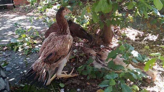 ??ПЕТУШОК ИЛИ КУРОЧКА, ПОМОГИТЕ ОПРЕДЕЛИТЬ)))?? смотреть онлайн