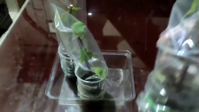 Bougainvillea 36 Petals Orange and Red Cuttings Part 2 смотреть онлайн