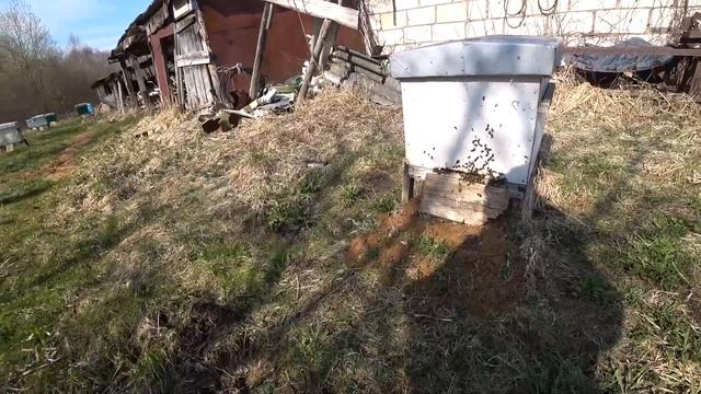 Способ увеличения силы семей за счёт пчёл другой семьи. смотреть онлайн