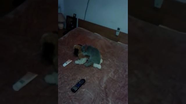 Как научить свою кошку делать массаж мягкой игрушке. смотреть онлайн