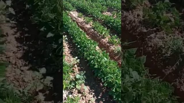 Фасоль. Талас. смотреть онлайн