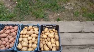 Урожай картрфеля из миниклубней. Сорт Импала.