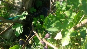 Полив и подкормка инжирного куста.(watering figs)