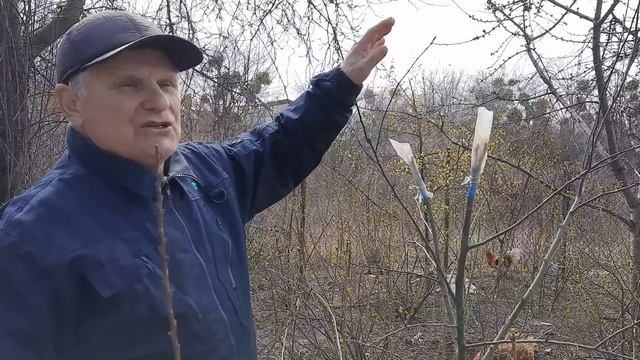 Методы увеличения ассортимента фруктов и ягод на маленьком участке смотреть онлайн