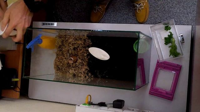 Подготовка аквариума для улитки смотреть онлайн