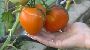 Томат Медовый Спас