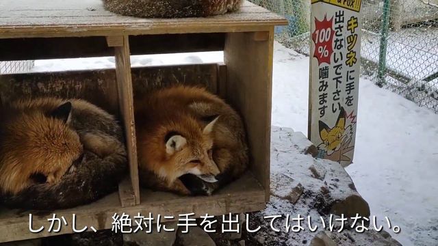 【宮城蔵王キツネ村】Zao Fox Village/雪の中100頭放し飼いのキツネ/もふもふに癒やされたい смотреть онлайн