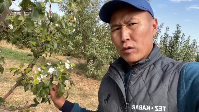 ТООБОО! Аллахтын КЕРЕМЕТИ ~ Күздө дарак ГҮЛДӨДҮ смотреть онлайн