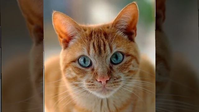 День рыжих котов с голубыми глазами смотреть онлайн
