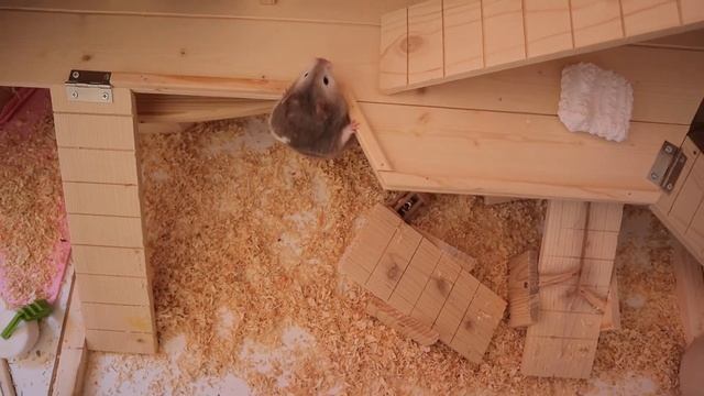 Купили дом для хомячков ?/ Как определить пол хомяка ?/ Собралась печь пирог ? смотреть онлайн