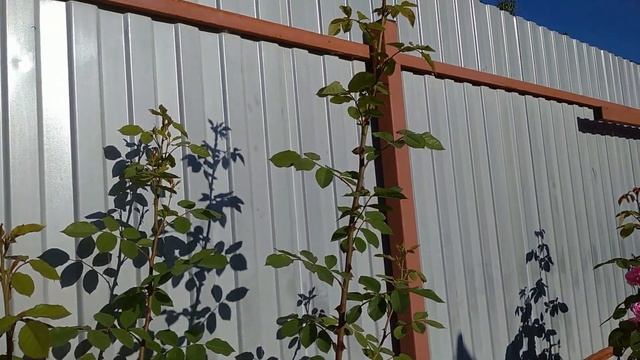 Цветение английской розочки Леди оф Шалот (Lady Of Shalott)???