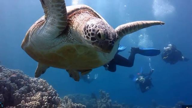 Port Ghalib Marsa Alam introduction Dive with Turtle and Octopus - May 2016 смотреть онлайн
