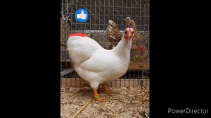 Идеальная порода кур для новичков и дачников! Немецкий карликовый виандот