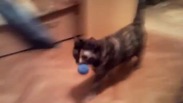 Кошка ведет себя как собачка)))