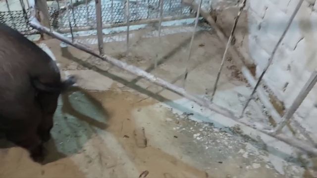 Всё готово к опоросу. Ждём!!! смотреть онлайн