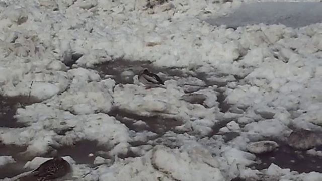 Тверь. ледоход на Волге. 8.04.2018 смотреть онлайн