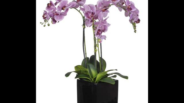 Artificial Triple-Stem Phalaenopsis Orchid Arrangement,black ceramic vase; single stem silk flowers смотреть онлайн