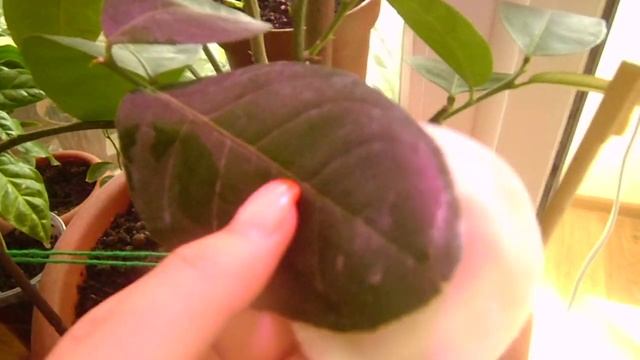 Как избавиться от вредителей в горшках и на комнатных растениях! смотреть онлайн