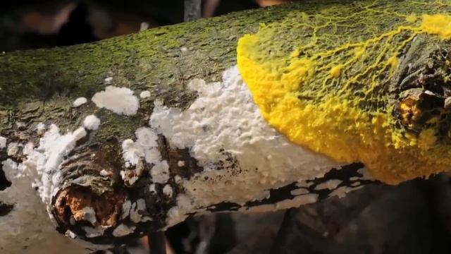 BIG BREAKING! Scientists Discover ALIEN FUNGUS That Will REPLACE The Human Brain смотреть онлайн