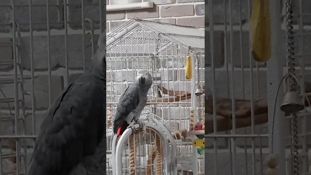Скажи-ка, дядя,...Жако говорит. смотреть онлайн