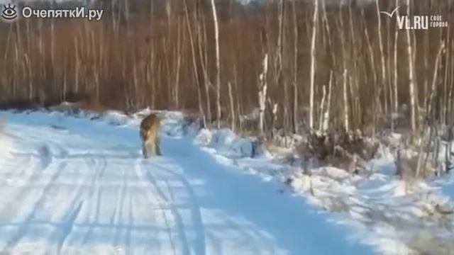 Встретили тигра по дороге в деревню смотреть онлайн