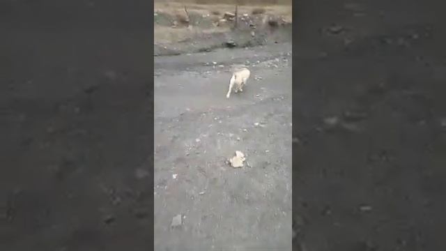 Курахский Район с Хпедж смотреть онлайн