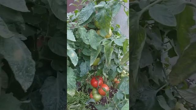 Сорт томата ,, Большая мамочка,, урожайный, вкусный, кустовой. смотреть онлайн