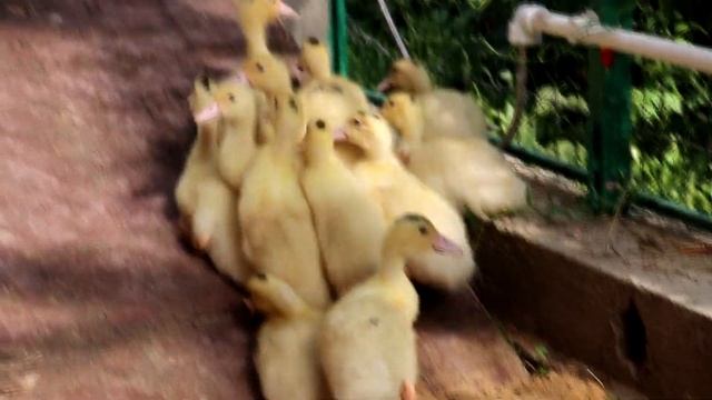 Содержание бройлерных уток МУЛАРДОВ. 17 дней. Бассейн, вольер ч.2 смотреть онлайн