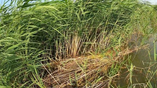 17.06.23 Озеро Шелюгино. Открытие лодочного сезона / Shelugino lake. Open boat season. смотреть онлайн