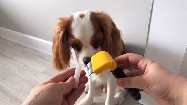 КАВАЛЕР КИНГ ЧАРЛЬЗ СПАНИЕЛЬ |Линька |Уход за шерстью смотреть онлайн