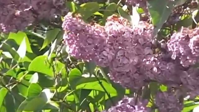 Ритмы искусства