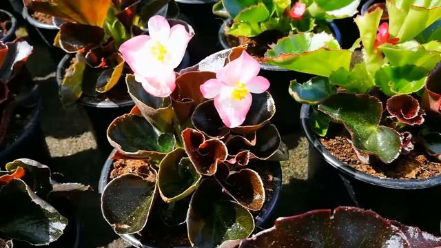 Begonia "Semperflorens" смотреть онлайн