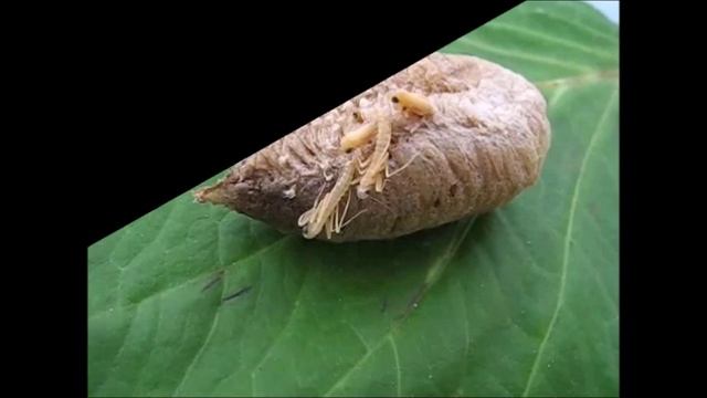 Mante religieuse (Mantis religiosa), de la ponte à l'éclosion, par André Lequet. смотреть онлайн