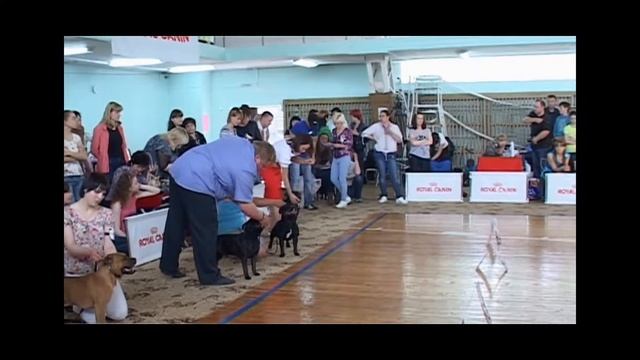 Национальная выставка стаффордширских бультерьеров 8.06.13, г Новосибирск смотреть онлайн
