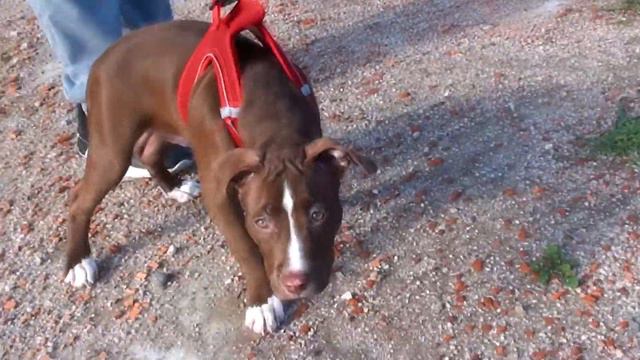 часть 2 .ПИТБУЛЬ MONSTR ТЯНЕТ 60КГ смотреть онлайн