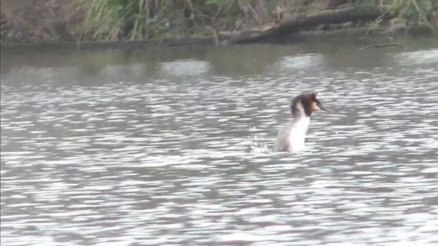 L?K !!! GREAT CRESTED GREBES Courtship WEED DANCE - Podiceps cristatus смотреть онлайн