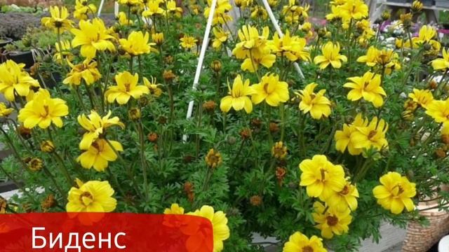 Растения ампельные для сада. смотреть онлайн