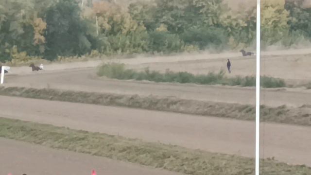 300923 Оренбург,приз имени Локотского конезавода ,Рагнар 3,15,1 ,Реал Холл 3,15,2 Герцог АРТ 3,17 смотреть онлайн